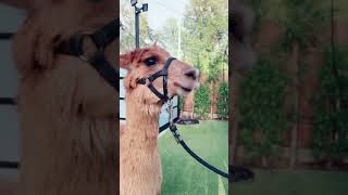 Alpaca is one of my favorite animals what’s yours | The Royalty Family