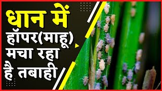 paddy hopper control।brown plant hopper।management brown plant hopper in paddy।