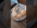 signs your dogs love each other 💕 dog goldenretriever