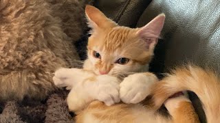 Silly Kitten Cleaning Toe Beans 😂