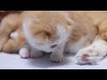 可愛い子猫たち❤ pretty kittens❤ munchkins log collection 1