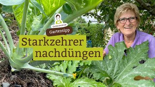 Nicht vergessen: Starkzehrer nachdüngen | Tomaten, Zucchini, Gurken Sellerie, Kürbis, Lauch düngen