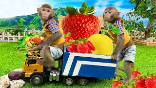 Baby Monkey Bim Bim so cute harvesting strawberries and cantaloupe at the farm | Baby Monkey Animal