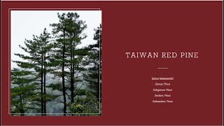 The Taiwan Red Pine