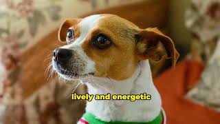 The Jack Russell Terrier: A Lively and Energetic Breed