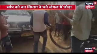 Forest department rescues 16 feet long cobra snake in Mayurbhanj