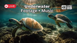 🔴 Stunning Underwater Footage With Coral Reefs & Colorful Sea | Relaxing Music to Relieve Stress