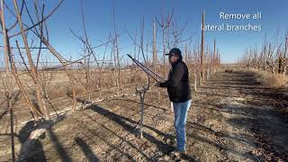 Cherry Pruning - Training Systems (KGB, UFO, Tall Spindle)