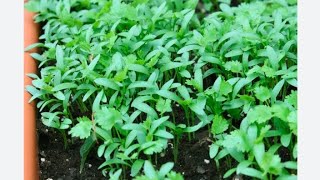 how to grow kothimera  leaves at terrace garden మన టెర్రస్ గార్డెన్ లో కొత్తిమీర పెంచుకునే||