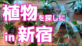 【観葉植物Vlog】育てる植物を探しに新宿に行ってきました