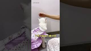 【白糖糖的日常】起風了，可這股風好像有點陰森 #tiktok #可愛 #cutecats#颱風  #貓 #cute