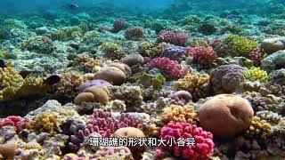 珊瑚礁：海底的奇妙生态系统#探索发现 #海底世界 #珊瑚礁