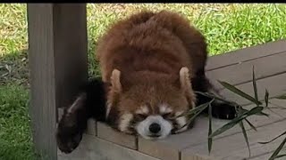 【日本海側随一のつつじの名所、西山公園でつつじ祭り開催中の西山動物園レッサーパンダ　2022年5月4日】（福井県）