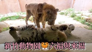 新竹動物園老虎兄弟-老虎睡翻超萌