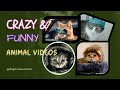 Funny cat video | The Persian Cat Corner 😺🤣🐈📸📷@thepersiancatcorner