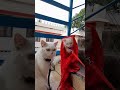 ഞങ്ങളുടെ കല്യാണം കഴിഞ്ഞു 😍😂 catvideos catlover funny funnypets cat shorts luv funnyanimals