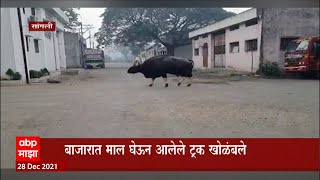 Sangali : सांगलीचा बाजार बंद पाडणारा गवा, मार्केट यार्ड  परिसरात जमावबंदी : ABP Majha