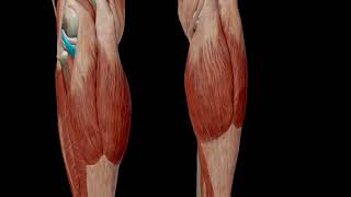 POPLITEUS (UNLOCKING MUSCLE OF KNEE)