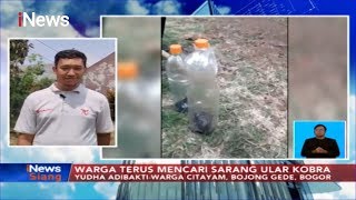 HEBOH! Teror Anak Ular Kobra Berkeliaran Perumahan Royal Citayam Residence, Bogor- iNews Siang 09/12