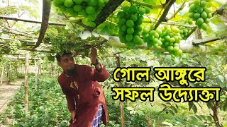 ১০০% মিষ্টি আঙুরে সফল কৃষি উদ্যোক্তা তরিকুল পেয়েছেন  বিস্ময়কর ফলন -| Krishi Kotha