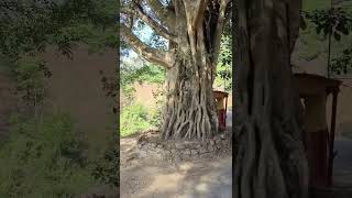 നീലഗിരിയിൽ നിന്നൊരു  കോളി മര കാഴ്ച/Beautiful tree view from Devala -  Nellakotta route, Nilgiris.