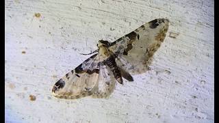 Eupithecia extremata is a moth in the family Geometridae