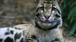 National Geographic Wild Clouded Leopard Rescue