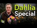 Dahlia Flowers and Winter (The Dahlia Special!) - Pots & Trowels