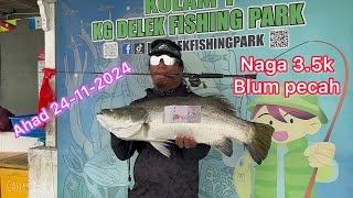 Ahad 24-11-2024 kolam 1 delek Naga yang bernilai 3.5k masih belum lagi tewas #fish #fishing #angler