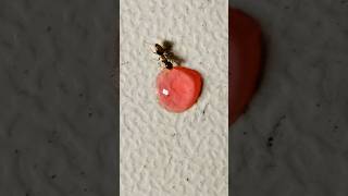 Ants drinking red sugar liquid #timelapse #ants #wildlife #shorts #satisfying