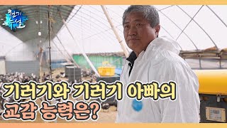 기러기와 기러기 아빠의 교감 능력은? MBN 240419 방송