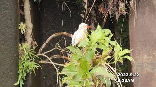 White Kingfisher's piss 白いカワセミのおしっこ　25sec.