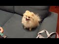 散歩用のリードを見るとテンションが上がるポメラニアン【モチ】 pomeranian is a cute dog.