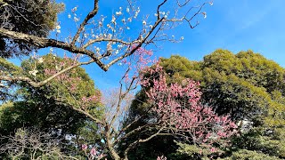 【Tokyo short trip】牛天神 と 小石川後楽園 へ 梅 を観に行きました。まだ満開には程遠いけれど。#4k #牛天神　#小石川後楽園