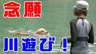 念願の川遊びに行ってきたゴールデンレトリバージョイ Playing in the river