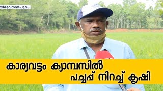 കാര്യവട്ടം ക്യാമ്പസിൽ പച്ചപ്പ് നിറച്ച് കൃഷി; തരിശായി കിടന്ന 20 ഏക്കറിലാണ് കൃഷി