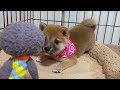 ❤︎おいりの子♀❤︎まん丸たぬき顔の優しい豆柴ちゃん🐕💖　 豆柴 mameshiba shiba 可愛い 犬のいる生活 ご家族様募集中 ぱぴぷぺっと