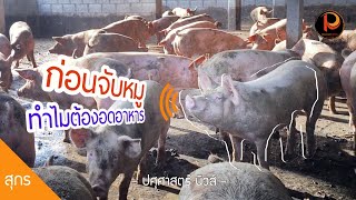 ก่อนจับ #หมู ส่งโรงเชือด ทำไมต้องอดอาหาร | ปศุศาสตร์ นิวส์