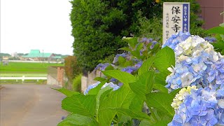 1300本の紫陽花の寺　箕甲山　保安寺　〜2024年6月25日〜