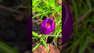 Crocus Barr's Purple | Crocus Plant | Early Crocus | Botanical Crocus | Snow Crocus