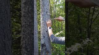 Tipi Pole Selection and Harvesting - A Place to Gather