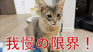 おやつにテンション上がりすぎて待てない子猫【ソマリブルー】