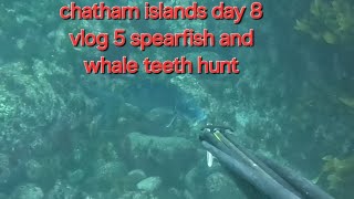 Chatham islands day 8 vlog 5 spearfish and whale teeth hunt