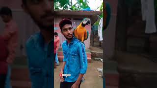 tamed macaw | ഇണങ്ങിയ മക്കാവോ | #shots