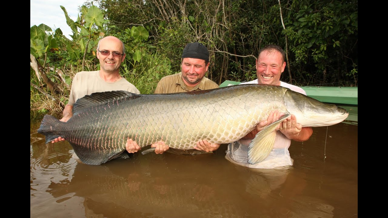 Arapaima Gigas 120 Kg ,Amazonie - YouTube