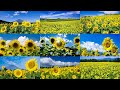 [4K] 日本のヒマワリ／ひまわり畑の絶景名所 The collection of spectacular views of sunflower fields in JAPAN