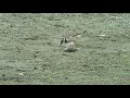 【野鳥観察】伊佐沼で出会った野鳥たち