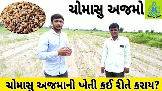 🌾 1વીઘાનો ૨૭ મણ અજમો / ગુજરાતમાં ચોમાસુ અજમાની ખેતી / અજમાની ખેતી વિશે માહિતી / ajama ni kheti/ અજમો