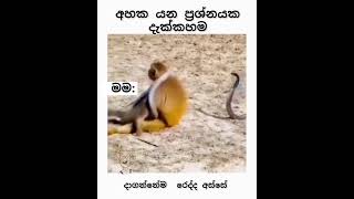 අහක යන රෙද්දවල් මයි ඇගේ දාගන්නේ 😂#share #shorts #short #viralvideo #youtubeshorts #youtube #funny