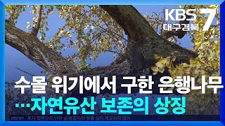 수몰 위기에서 구한 은행나무…자연유산 보존의 상징 / KBS  2024.11.05.